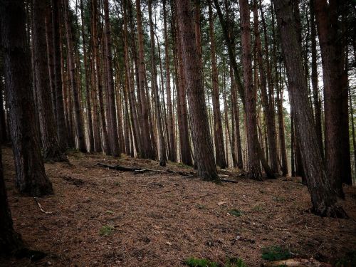 forest trees ground