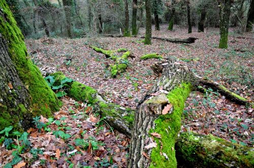 forest leaves trees