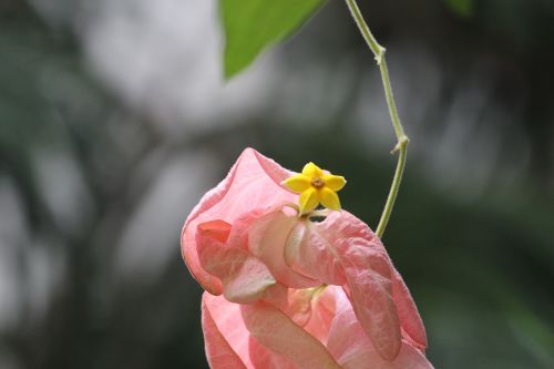 forest leaf flower