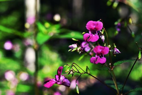 forest flower garden