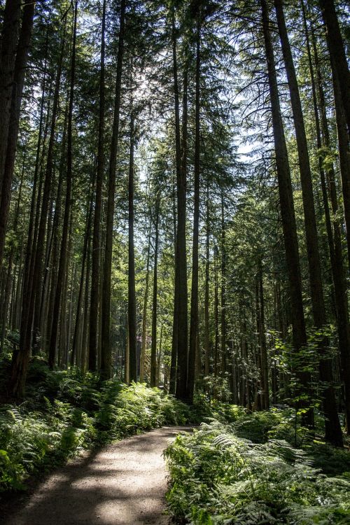 forest path magic