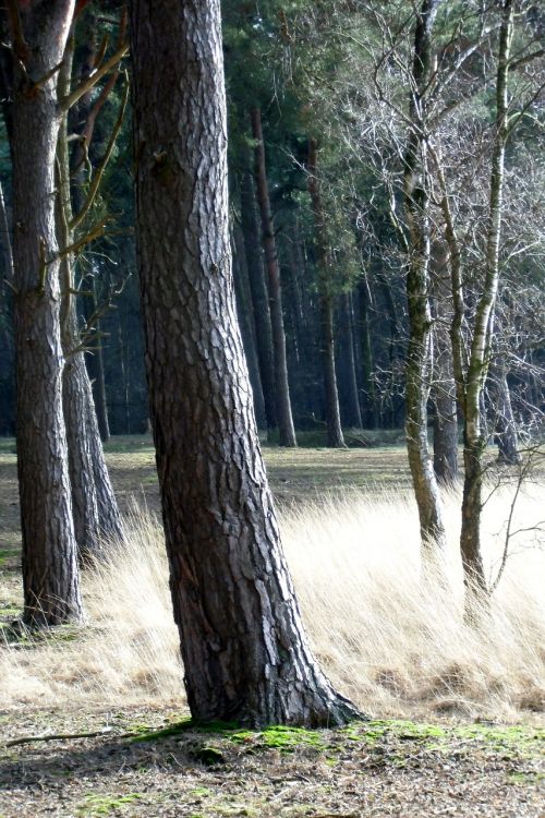 forest fairy tale forest trees