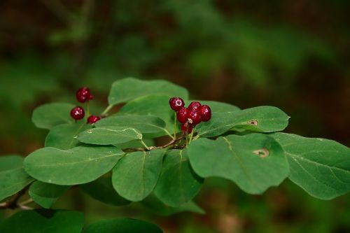 forest berry fruits