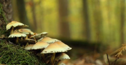 forest plant mushrooms