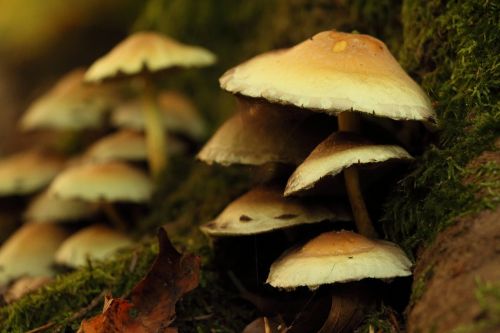 forest mushrooms forest mushrooms