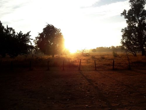 forest tree sun