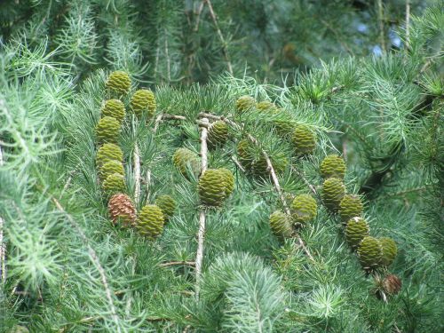 forest coniferous trees trees