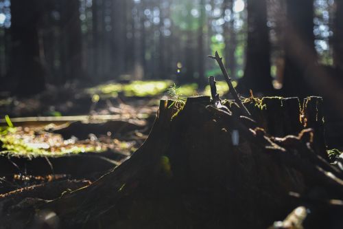 forest stump wood