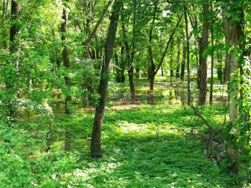 forest nature trees