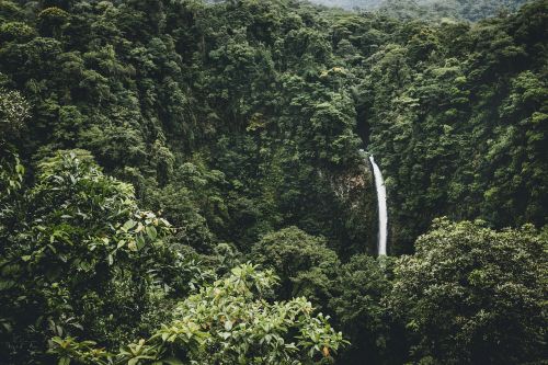 forest nature plants