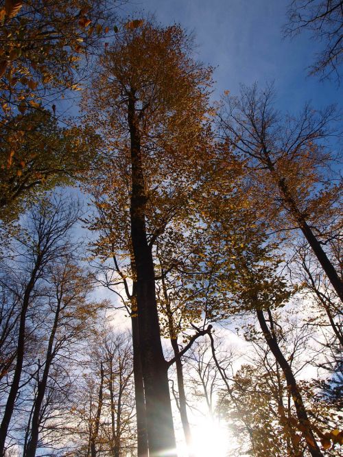 forest autumn colorful