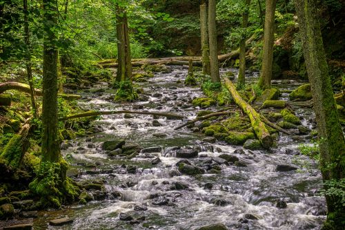 forest trees river