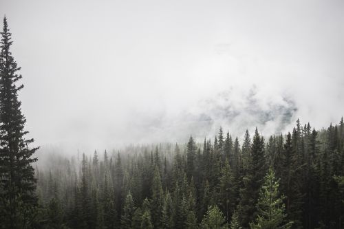 forest mountain trees