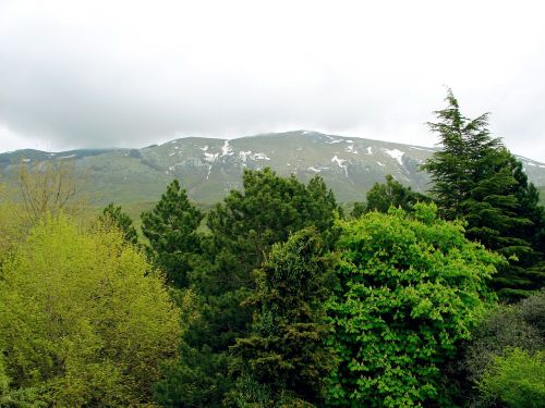 forest trees green