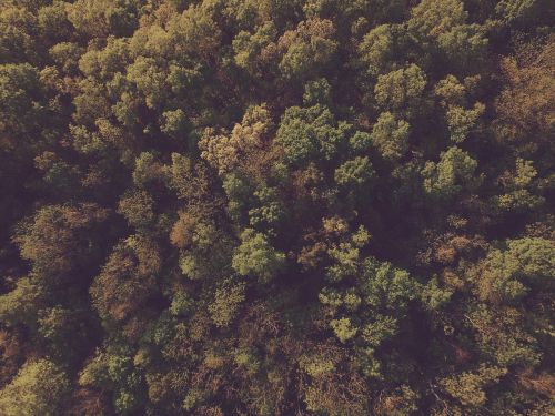 forest trees nature