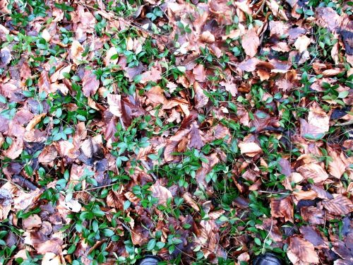 forest forest floor february