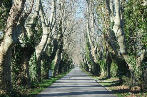 forest road landscape