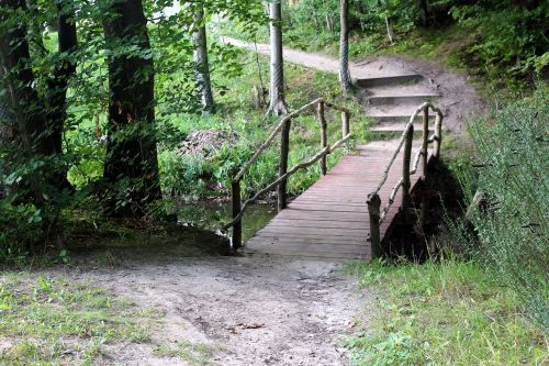 forest way landscape