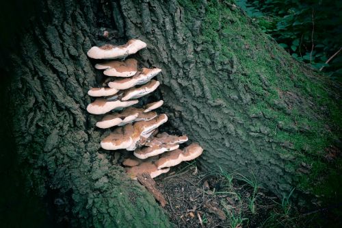 forest tree mushrooms