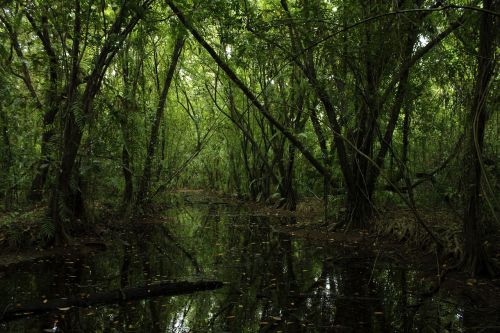 forest green nature