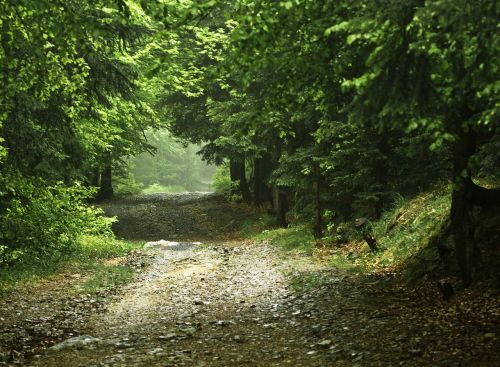 forest the road in the forest way