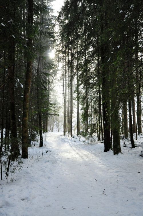 forest sun snow landscape