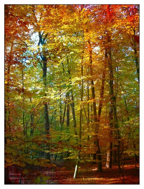 forest trees colorful