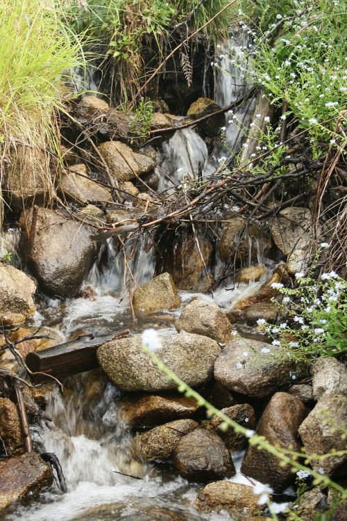 forest creeks rivers