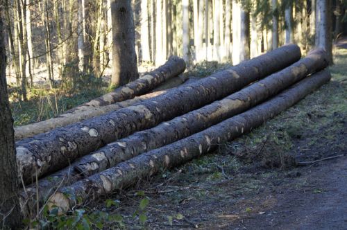 forest like tree trunks