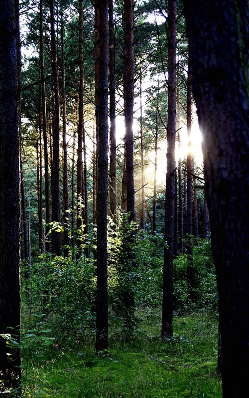 forest tree vegetation