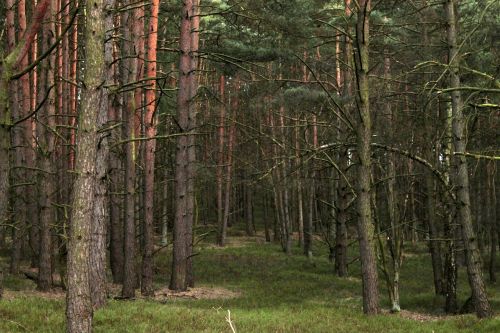 forest trees nature