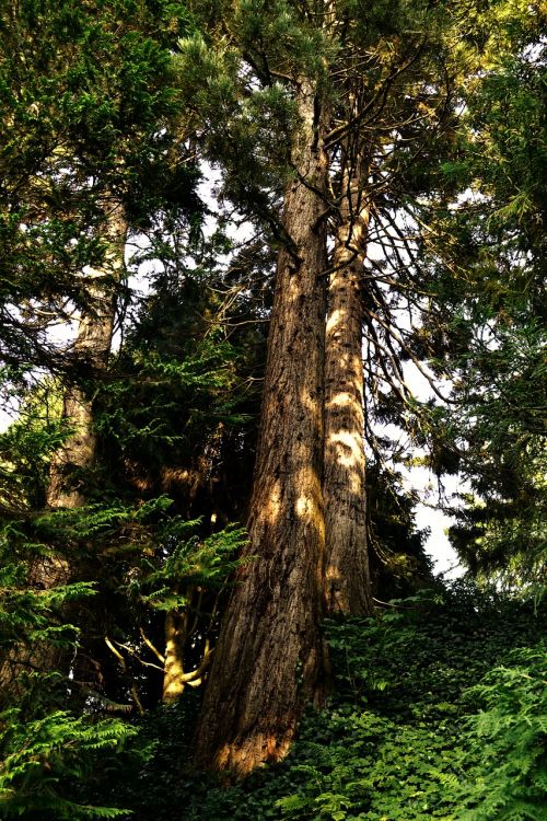 forest trees landscape