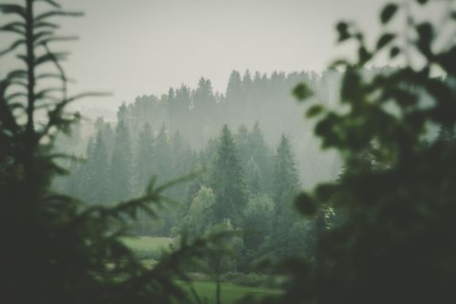 forest view rainy