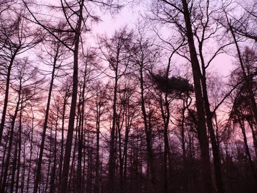 forest sunset purple