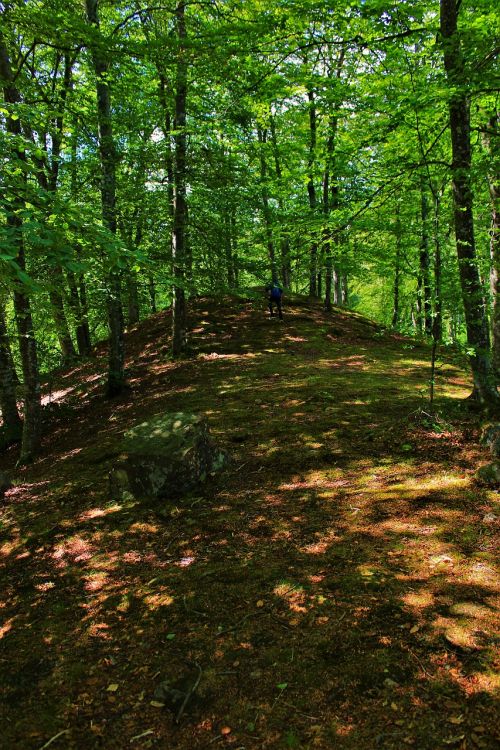 forest tree landscape