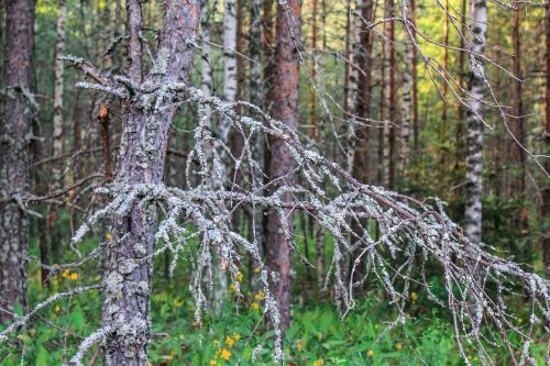 forest nature summer