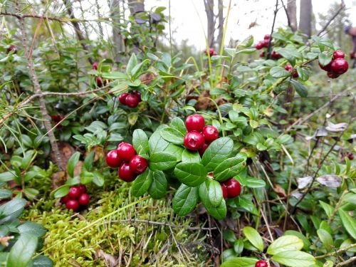 forest berry cowberry