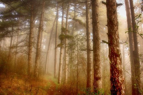 forest trees wood