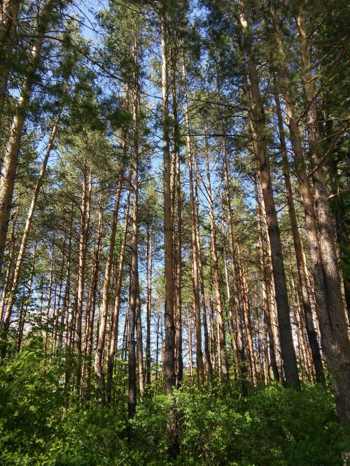 forest nature pine