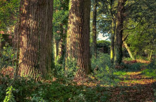 forest tree nature