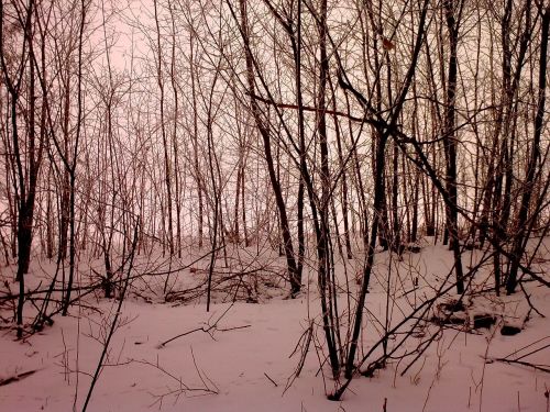 forest snow trees