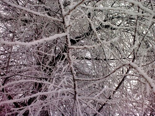 forest snow trees