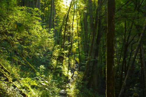 forest light trees