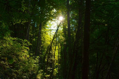 forest sun light