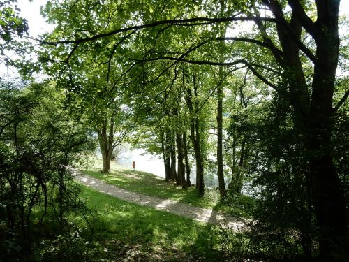 forest nature hiking