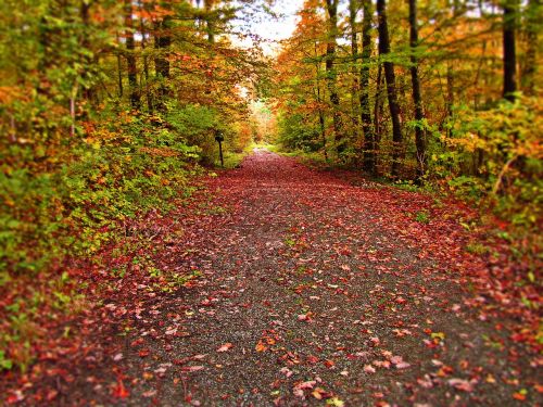 forest autumn lane