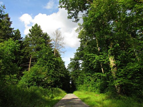 forest way lane