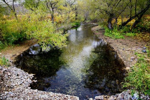 forest small river body of water