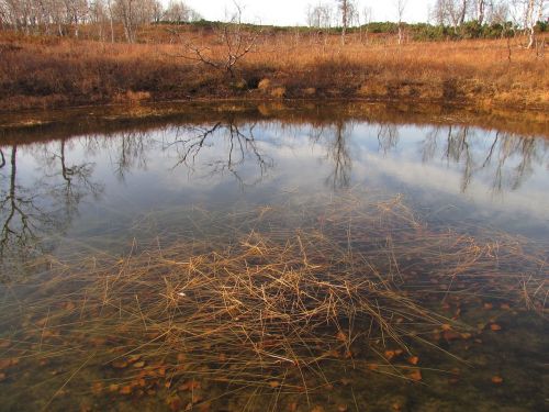 forest lake body of water