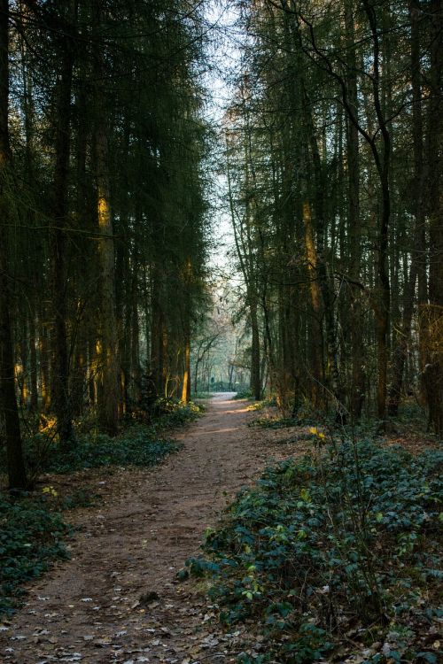 forest woods path